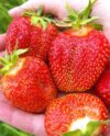 Клубника сорт Зефир описание сорта особенности выращивания и ухода