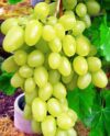 Виноград сорт Аркадия желтый описание особенности выращивания и ухода