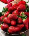 Клубника сорт Роксана описание сорта особенности выращивания и ухода