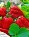 Клубника сорт Медовая описание преимуществ и особенностей посадки и ухода