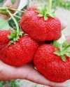 Клубника сорт Камрад Победитель описание сорта особенности посадки и ухода