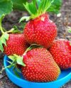 Клубника сорт Царица описание преимуществ выращивания и особенности ухода
