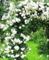 Роза сорт Амур (Amur) - секреты выращивания нежной плетистой красавицы в вашем саду.