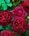 Роза сорт Манстед Вуд: секреты выращивания алой английской красавицы в вашем саду.